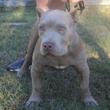 Top To Bottoms Gin And Juices Jixxer Pit Bull.jpg